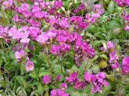 Huseník Kavkazský Deep Rose - k 9 cm (Arabis Little Treasure Deep Rose )