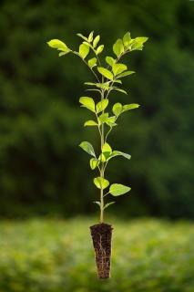 Jasan ztepilý (Fraxinus excelsior) QP 60 (36-50)