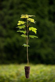 Javor klen (Acer pseudoplatanus) Velikost 36-50 cm ( QP 60 )