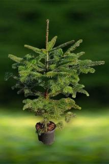 Jedle kavkazská (Abies nordmannia )51-80cm