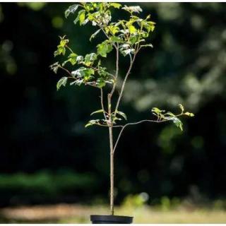 Kalina obecná ( Viburnum opulus ) - qp12 40/60