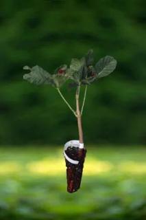Kaštan - Jírovec maďal (Aesculus hippocastanum) Velikost 36-50 cm ( QP 60 )