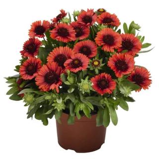 Kokarda osinatá 'Spin Top Red' k - 9cm (Gaillardia aristata 'Spin Top Red' )