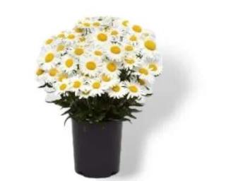 Kopretina Madonna k 10cm (Leucanthemum Madonna)