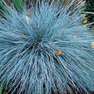 Kostřava sivá Blue Select k - 9cm (Festuca glauca Blue Select )