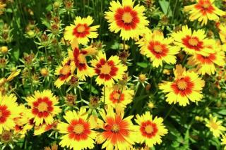 Krásnoočko velkokvěté Yellow / Red  k - 9cm (Coreopsis Andiamo Yellow Red )