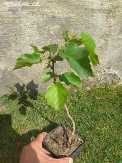 Líska turecká ( Corylus columa ) 2l