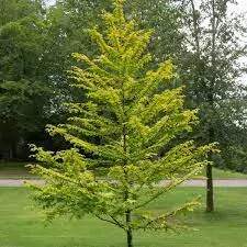 Metasekvoj ( Metasequoia glyptostroboides ) 1m