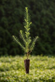 Modřín opadavý (Larix decidua) QP 60 (36-50)