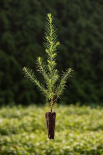 Modřín opadavý (Larix decidua) Velikost 36-50 cm ( QP 60 )