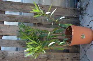 Oleandr obecný  (Latinský název - Nerium oleander )