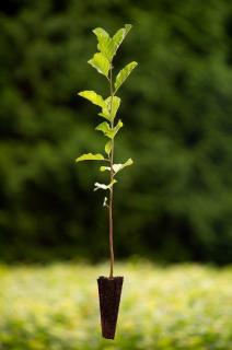 Olše lepkavá (Alnus glutinosa) QP 60 (36-50)