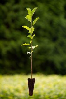 Olše lepkavá (Alnus glutinosa) Velikost 36-50 cm ( QP 60 )