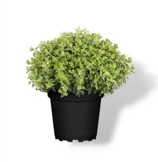 Oregáno (Origanum vulgare) k 9cm