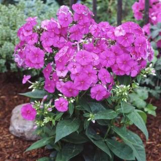 Plamenka latnatá 'Flame Pink' k - 9cm (Phlox paniculata 'Flame Pink)