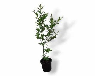 Ptačí zob ( Ligustrum vulgare ) - k 2l