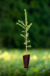 Smrk ztepilý (Picea abies) QP 40 (36-50)