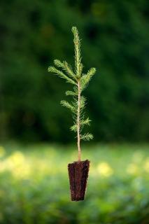 Smrk ztepilý (Picea abies) Velikost 36-50 cm ( QP 60 )