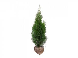 Thuja smaragd 120 cm