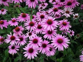 Třapatkovka nachová Magnus k - 9 cm (Echinacea purpurea Magnus)