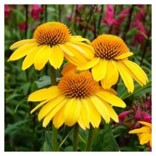 Třapatkovka nachová PollyNation Golden Yellow k - 9cm (Echinacea PollyNation Golden Yellow)