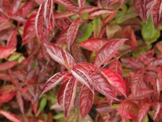 Vajgélie ( weigela wing of fire ) - k 4l (15-60 cm)
