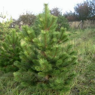 Vánoční stromek - Borovice lesní (150cm+)