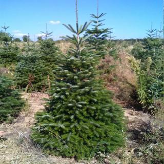 Vánoční stromek - Jedle kavkazská (150cm+)
