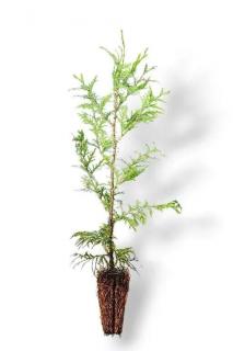 Zerav západní (Thuja brabant) K -1,5l v-80-100cm