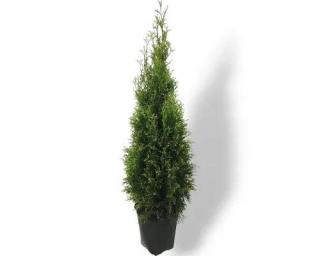 Zerav západní (Thuja Smaragd) K 10 l - (120-160 cm)