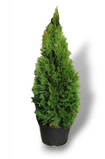 Zerav západní (Thuja Smaragd) K 3 l - (60-119 cm)