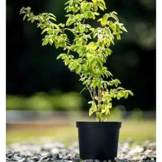Zimolez pýřitý ( Lonicera xylosteum ) k2l (40-60cm )