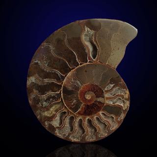 Amonit z  Madagaskaru 127x100mm