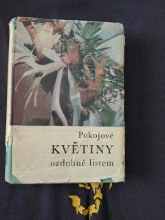 Pokojové květiny ozdobné listem