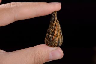 2024 Yunnan Feng Qing Black Tea Cones