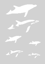Airbrush šablona CreateX, formát A5 - 148 x 210 mm (Dolphins2)