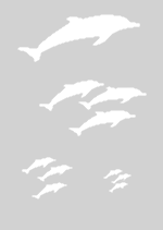 Airbrush šablona CreateX, formát A5 - 148 x 210 mm (Dolphins3)