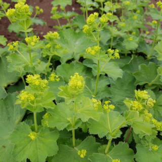 ALCHEMILKA MÄKKÁ 'IRISH SILK'