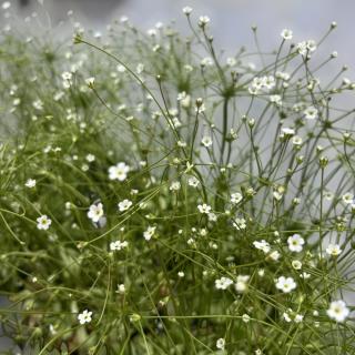 ANDROSACE SEPTENTRIONALIS - STARDUST