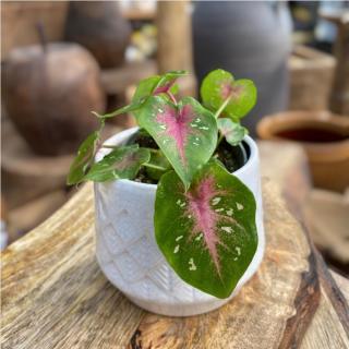 BABY CALADIUM - CASEY