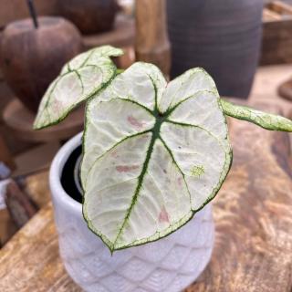 BABY CALADIUM - KELLY