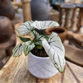 BABY CALADIUM - PLIAGE