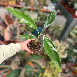 BANÁNOVNÍK FLORIDA VARIEGATA