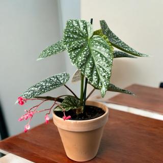 BEGONIA - CORALLINA DE LUCERNA