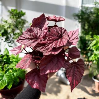 BEGÓNIA FOLIAGE - INCA FLAME