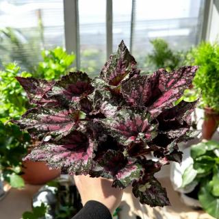 BEGÓNIA FOLIAGE - RASPBERRY SPLASH