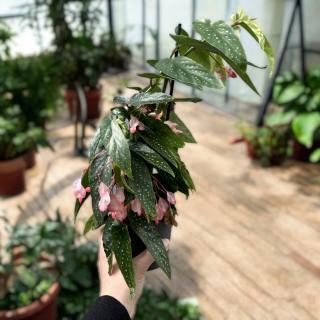 BEGÓNIA MACULATA - PINK
