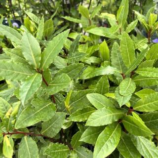 BOBKOVÝ LIST (LAURUS NOBILIS) - KER