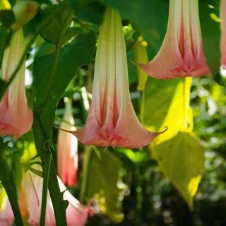BRUGMANSIA VOŇAVÁ (ANJELSKE TRUBKY) - BUSH PINK
