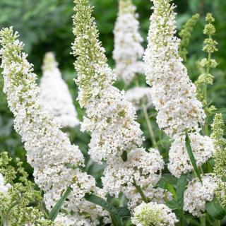 BUDLEJA DÁVIDOVA - WHITE BOUQUET